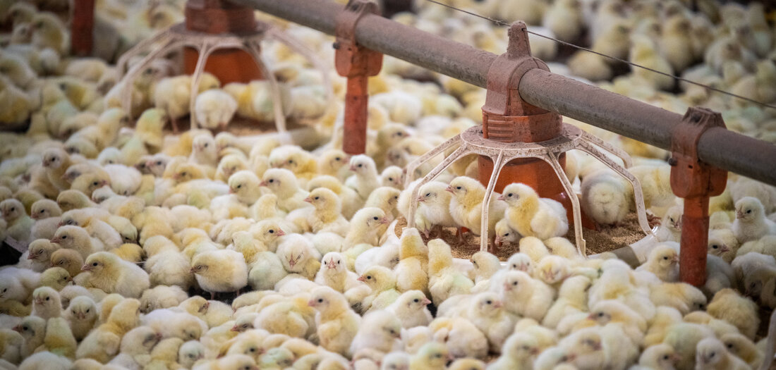 H5N1: Profit vor Sicherheit