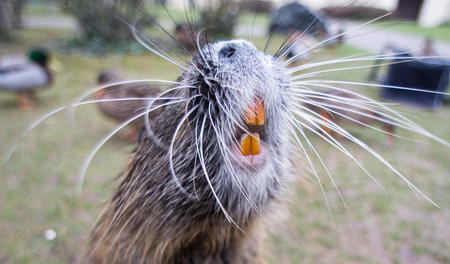 Invasor auf Hinterbeinen: Biberratte (Nutria, Myocastor coypus) ...