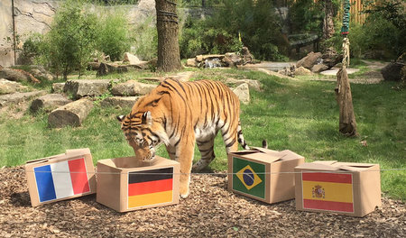 Och nö, schon wieder fermentierte Fernsehfritzen: Fußballfreund ...