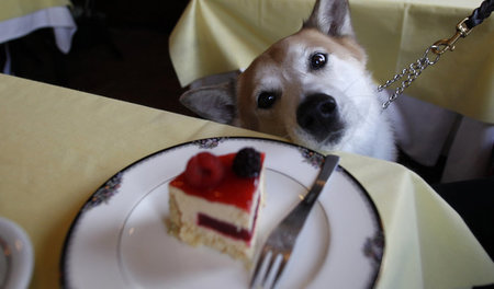 Kein Leckerli für Vierbeiner: »Menschenkuchen«