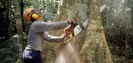 Zugunsten der Agrarindustrie werden Millionen Hektar Tropenwald ...