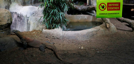 »Was ist ein liebenswerter Dreimeterkomodowaran gegen einen Wien...