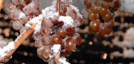 Nie, nie, nie wieder Eiswein?