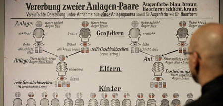 Die letzte Konsequenz des Sozialdarwinismus ist die Eugenik. Hie...