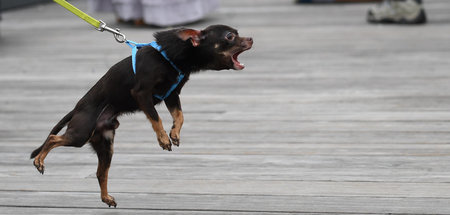 Cerberus als Chihuahua: Beide können bei Bedarf auch brav sein