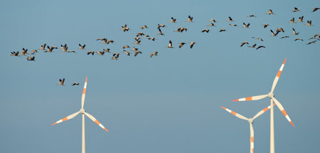 Auch die Vogelwelt leidet unter den Waffen, die der Kapitalismus...