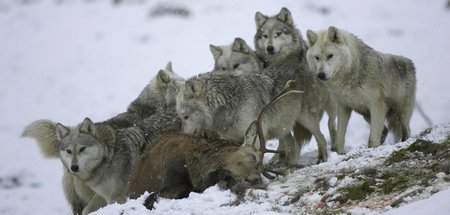 Der Druck auf Rehe und Hirsche erhöht sich