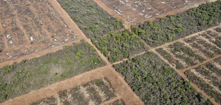 Vom Wald des Gran Chaco bleibt ein mahnendes Kreuz: Illegale Rod...