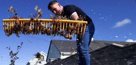 Der Chef einer irischen Seetangfarm harkt den Knorpeltang, der i...