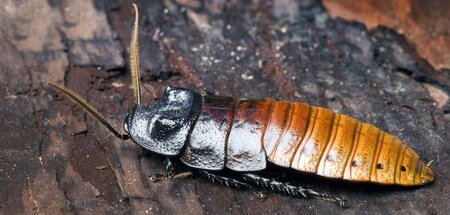 Vor dem Umbau: Madagaskar-Fauchschabe (Gromphadorhina portentosa...