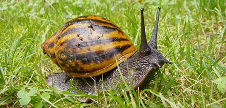 Noch wächst hier Gras: Hungrige Riesenschnecke