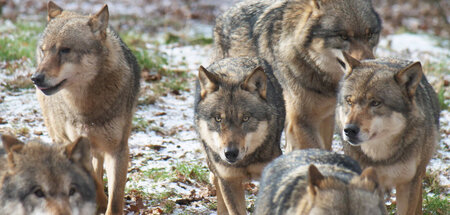 Schützen oder abknallen? Die Meinungen zum Wolf in unseren Gefil...