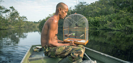 Dion Coutinho mit dem Lockvogel, mit dem er den surinamischen Si...