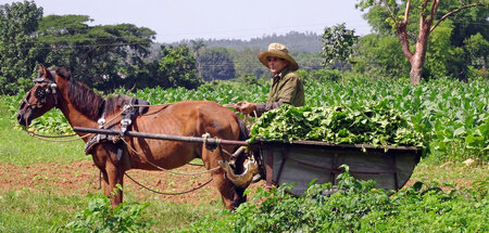 Tabakernte in Valle de Viñales, Pinar del Río