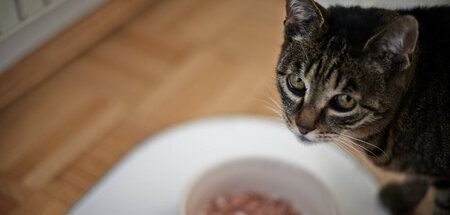 Auch Samtpfoten haben Hunger: Viele Tierhalter können sich das F...