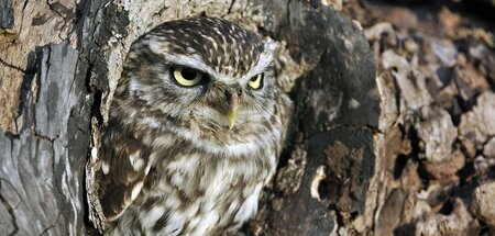 Schlechte Laune? Steinkauz im Baumloch