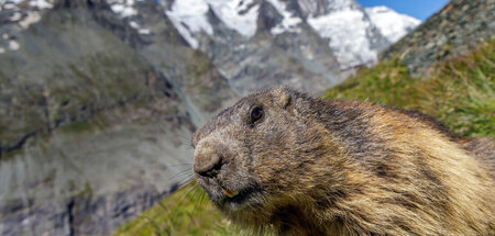 Mag es lieber kühl: Das Alpen-Murmeltier