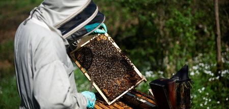 Ein Kilogramm Honig stellt die Lebensarbeit von nicht weniger al...