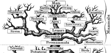 Abstammungsbaum nach Ernst Haeckel (London Edition, 1910)
