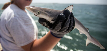 Günstig rüsseln dank Bioakkumulation: Der Scharfnasenhai weiß Be...
