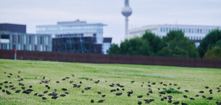 Bald ist die Ruhe vorbei: Ein Schwarm Stare sucht im Berliner Sp...