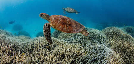 Great_Barrier_Reef_81291937.jpg