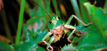 Warzenbeißer oder Ziege? Warzenbeißer oder Ziege?