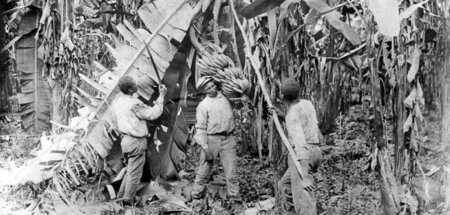 Arbeiter ernten Bananen auf einer Plantage in Costa Rica (frühes... Arbeiter ernten Bananen auf einer Plantage in Costa Rica (frühes...