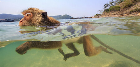 Lecker Austern: Affe macht Freischwimmer Lecker Austern: Affe macht Freischwimmer