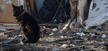 Auch der Hund wurde beim Einschlag einer russischen Drohne verle... Auch der Hund wurde beim Einschlag einer russischen Drohne verle...