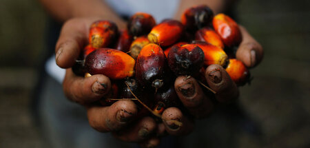 Das Öl aus den Früchten der Palme ist global begehrt, größter Ku... Das Öl aus den Früchten der Palme ist global begehrt, größter Ku...