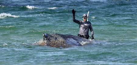 »Uuuuuuuuu-öööööööööööööööö-iiiii-uuuuuuu«, so der Walflüsterer ... »Uuuuuuuuu-öööööööööööööööö-iiiii-uuuuuuu«, so der Walflüsterer ...