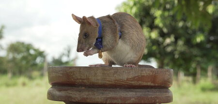 Für ihre lebensrettende Arbeit bekam die Minenratte Magawa 2020 ... Für ihre lebensrettende Arbeit bekam die Minenratte Magawa 2020 ...