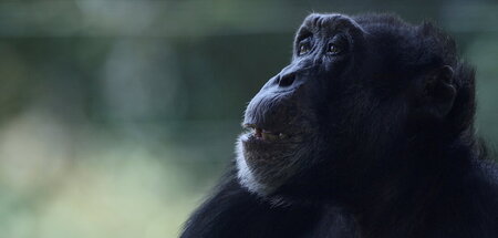 Massenvernichtungsaffe Massenvernichtungsaffe