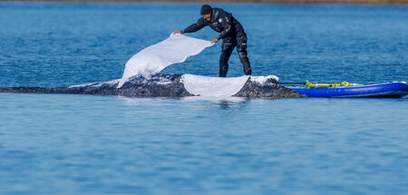 Free Timmy: Bald verfilmt? Free Timmy: Bald verfilmt?