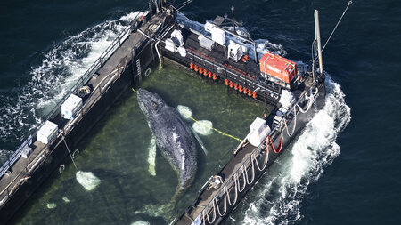 Der Wal in einem gefluteten Lastschiff kurz vor der dänischen Gr... Der Wal in einem gefluteten Lastschiff kurz vor der dänischen Gr...