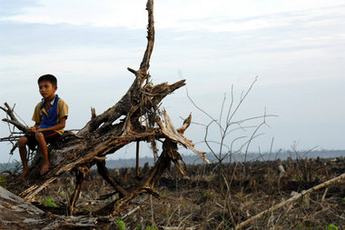 Waldbrände toben auf Borneo meist dort, wo Ölpalmenplantagen gep...