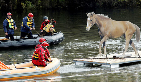 Da steht ein Pferd auf dem Floß: Übungseinheit beim Training des...