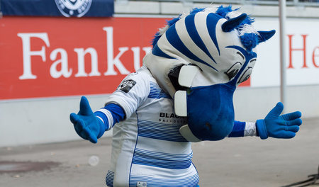 Banger Blick nach unten: Die »Zebras« aus Duisburg stehen zwar n...